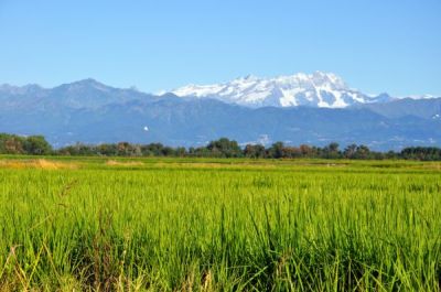 Das Foto zeigt eine Fernaufnahme eines Reisfeldes im Piemont vor der Kulisse der Schneealpen.